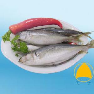 Fish Products / Blue Mackerel Scad